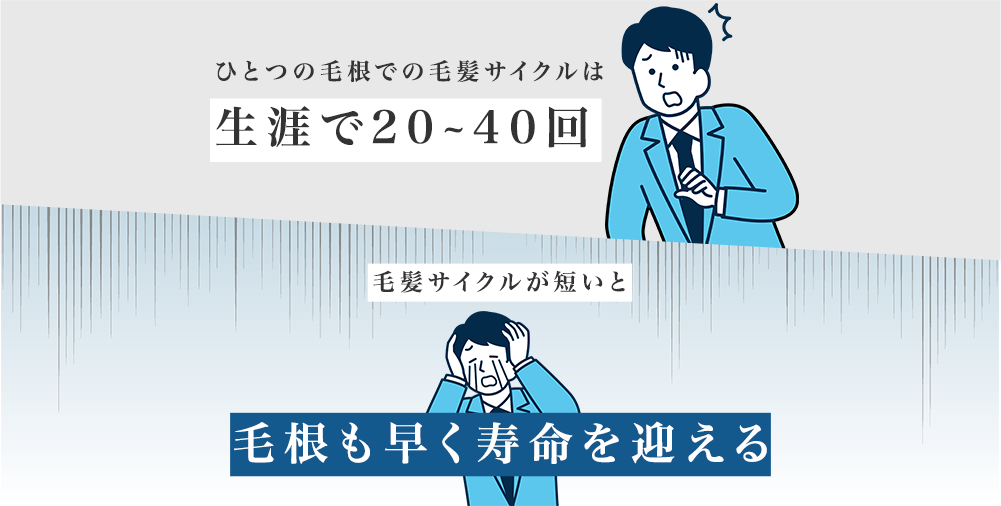 ひとつの毛根での毛髪サイクルは生涯で20~40回毛髪サイクルが短いと毛根も早く寿命を迎える